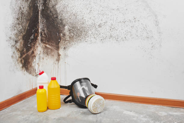 Mold Testing and Removal in Mineral Wells, TX