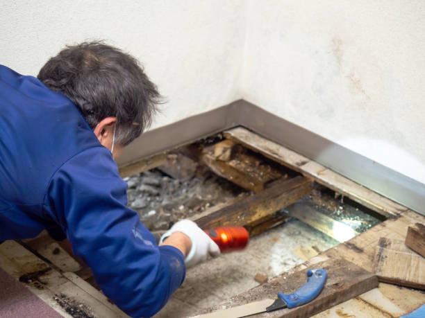 Best Commercial Mold Removal  in Mineral Wells, TX