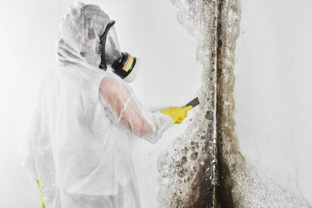 Certified Mold Removal in Mineral Wells, TX