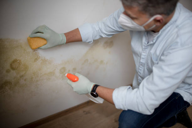 Best Commercial Mold Removal  in Mineral Wells, TX