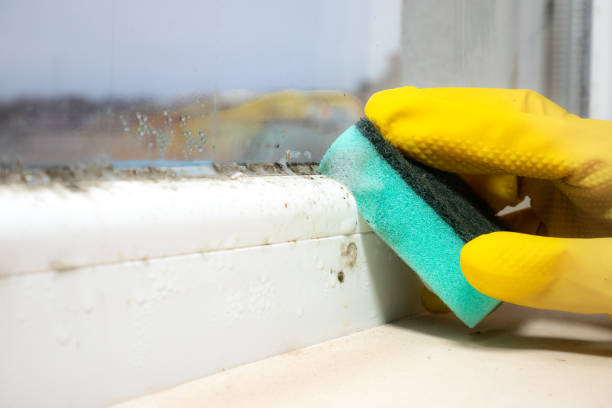 Best Residential Mold Removal  in Mineral Wells, TX