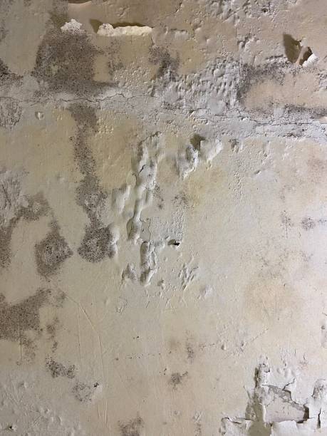 Best Mold Testing  in Mineral Wells, TX
