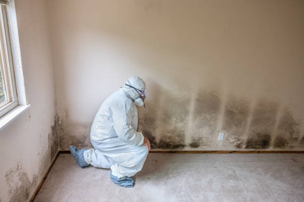 Best Certified Mold Removal  in Mineral Wells, TX