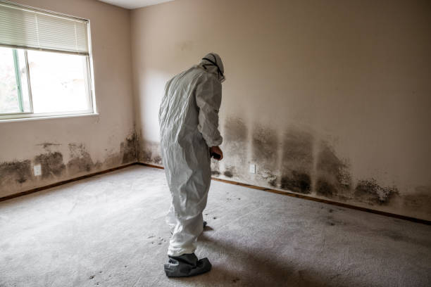Reliable Mineral Wells, TX Mold Removal Solutions
